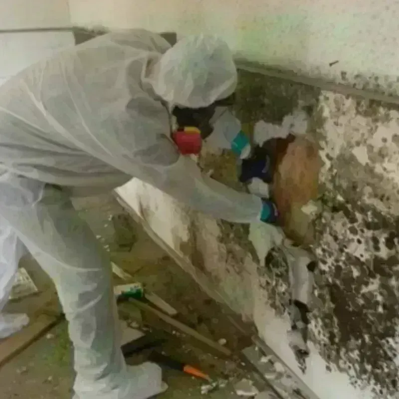 Mold Remediation and Removal in Cochran County, TX